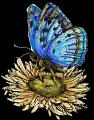papillons (2)